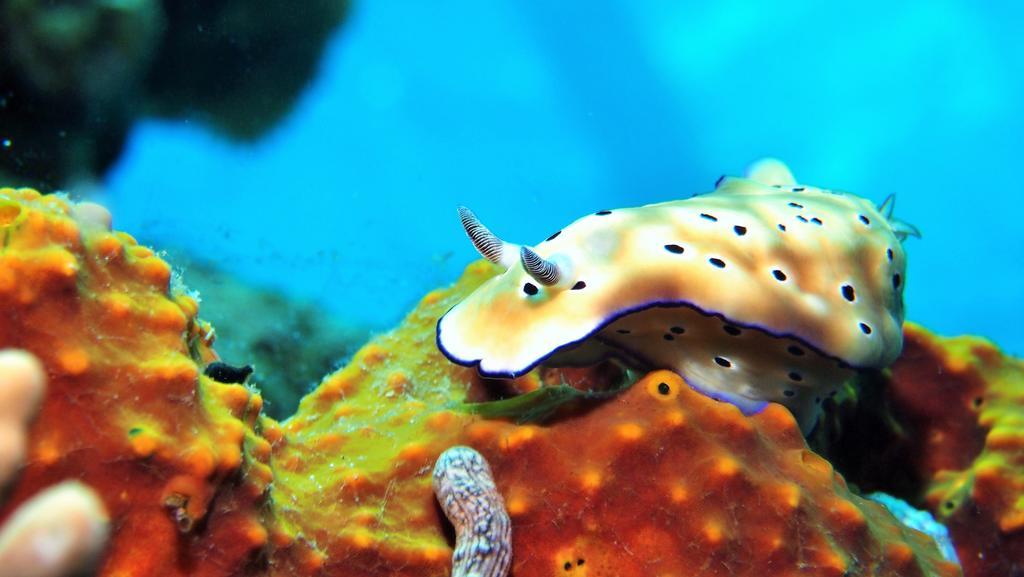 Quo Vadis Dive Resort Moalboal Exterior foto
