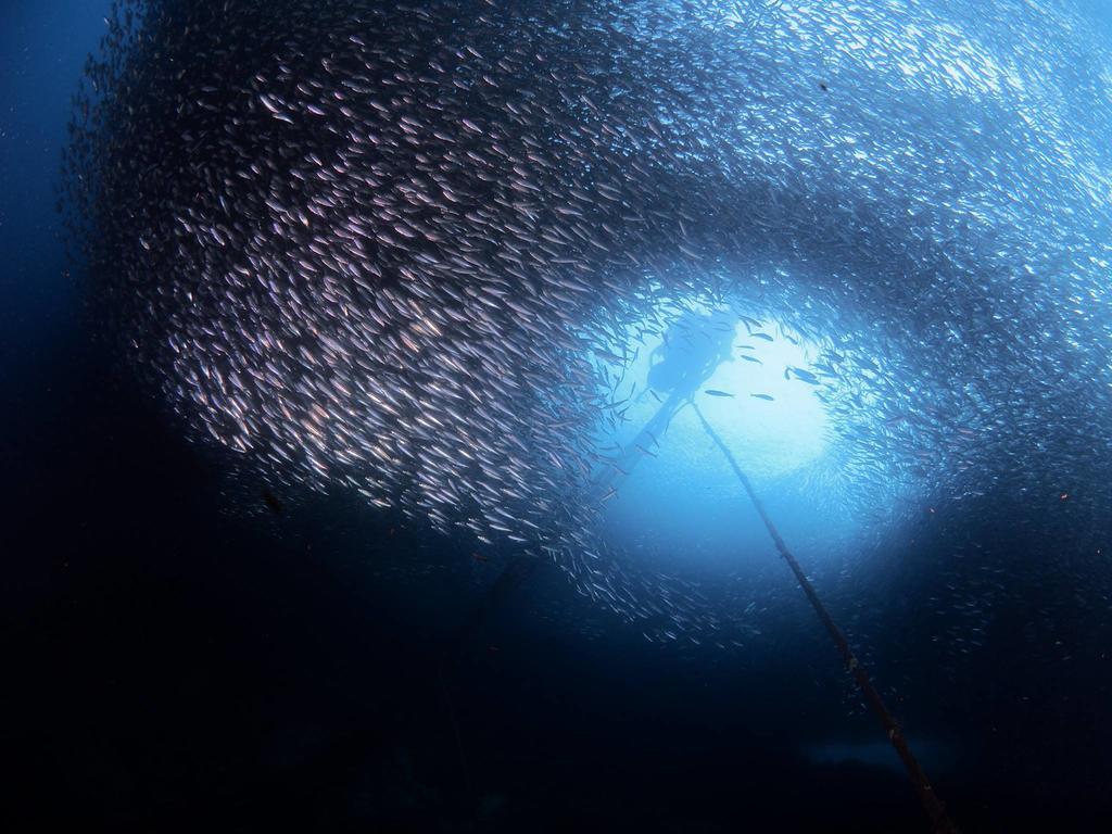 Quo Vadis Dive Resort Moalboal Exterior foto