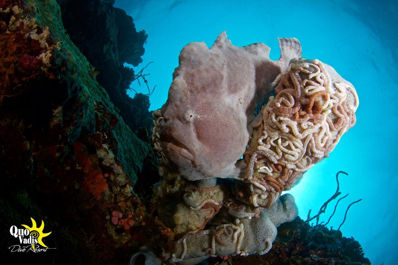 Quo Vadis Dive Resort Moalboal Exterior foto